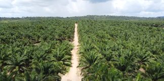 Recuperação de áreas degradadas é fundamental para às mudanças climáticas