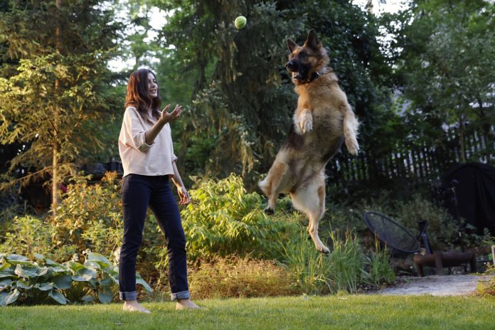 Metabolic + Mobility da Hills Pet foca na perda de peso e na mobilidade dos cães Metabolic + Mobility da Hills Pet foca na perda de peso e na mobilidade dos cães