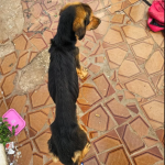 Operação Policial em Botucatu resgata cães em situação de maus-tratos