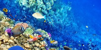 Vida marinha saudável favorece o equilíbrio do clima no planeta