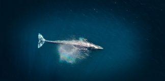 Como funciona o whaling, tática de cibercrime que mira C-Levels e diretores