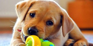 Adoção consciente de animais reduz os motivos que levam ao abandono