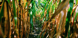 Indústria química contribui para a agricultura sustentável