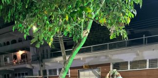 Ataulfo Alves é celebrado com arte em 115 anos de nascimento