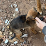 Botucatu: Polícia Civil e Departamento de Proteção Animal resgatam cão em condições críticas de saúde. Tutor foi preso