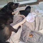 Operação Policial em Botucatu resulta em prisão por maus tratos a animais e apreensão de objetos furtados