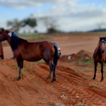 Éguas furtadas em Botucatu são encontradas feridas e abandonadas em estrada rural