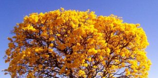 Primavera proporciona um colorido diferente na paisagem Primavera proporciona um colorido diferente na paisagem