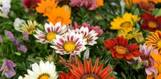 Festa de Flores e Morangos fortalece o agricultor rural