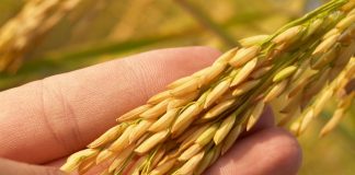 Garantir sucessão na agricultura familiar enfrenta desafios Garantir sucessão na agricultura familiar enfrenta desafios