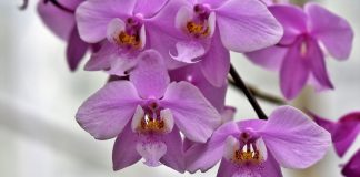 Cultivo de orquídeas em escritórios traz benefícios para a saúde