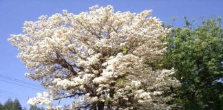 Dia da Árvore visa conscientizar sobre a importância da preservação ambiental