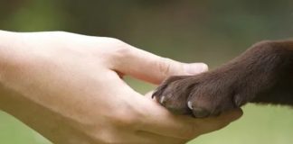 Dia Nacional de Adotar um Animal chega a 24ª edição Dia Nacional de Adotar um Animal chega a 24ª edição