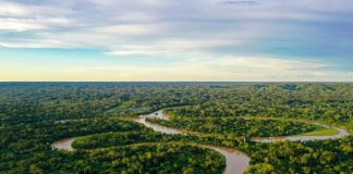 Cultivo da palma recupera áreas degradadas da Amazônia
