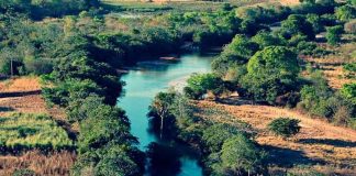 Dia do Cerrado é comemorado em 11 de setembro