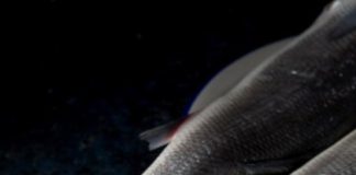 Brasil se torna o 4º maior produtor mundial de tilápia Brasil se torna o 4º maior produtor mundial de tilápia