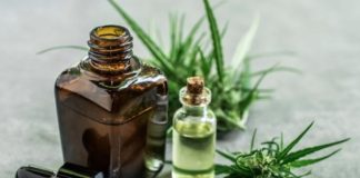 Instituto Maple busca facilitar tratamentos com cannabis Instituto Maple busca facilitar tratamentos com cannabis