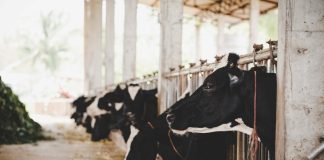 Escovas especiais oferecem higiene e eficiência à agropecuária