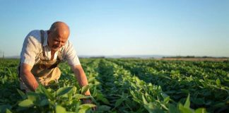 Gastronomia com produtos locais ajuda economia regional Gastronomia com produtos locais ajuda economia regional