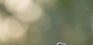 No dia 5 de outubro é comemorado o Dia da Ave No dia 5 de outubro é comemorado o Dia da Ave