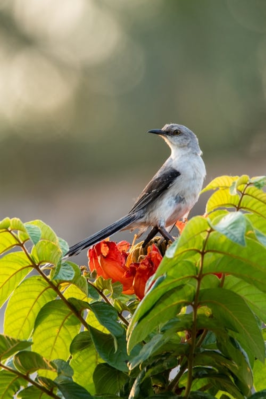 No dia 5 de outubro é comemorado o Dia da Ave No dia 5 de outubro é comemorado o Dia da Ave