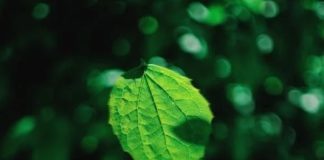 Impacto da agenda ESG vai além da imagem da empresa