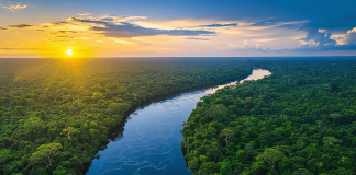 Amazônia é foco de conferência internacional em novembro