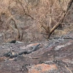 Botucatu: Incêndio em área de fazenda da Unesp completa duas semanas e afeta fauna e flora local