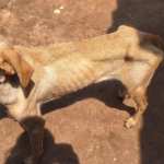 Botucatu: Mulher é presa por maus-tratos a 27 animais