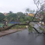 Botucatu: Defesa Civil registra quedas de árvores após temporal