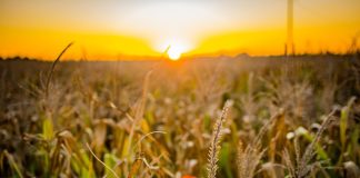Evento reunirá nomes do marketing no agro nacional