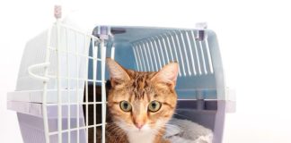 Viagem de avião com pets exige planejamento especial