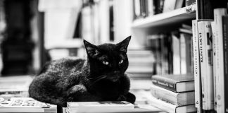 Autor A. R. dos Santos lança livro de poesia sobre a fauna