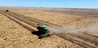 Agronegócio Estrondo inicia plantio de braquiária ruziziensi