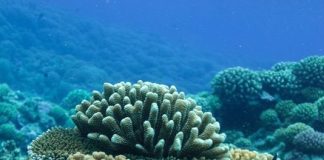 Protetores reef safe promovem proteção da pele e dos corais