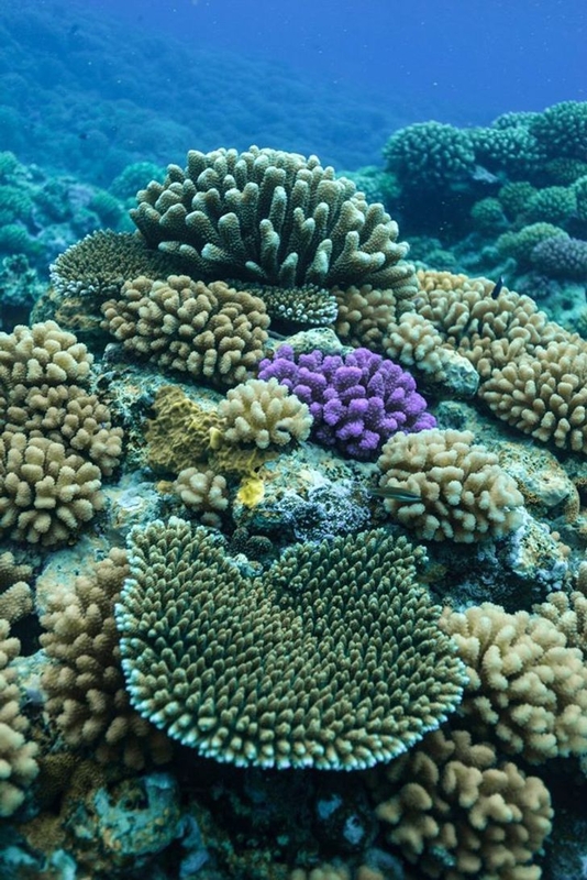 Protetores reef safe promovem proteção da pele e dos corais Protetores reef safe promovem proteção da pele e dos corais