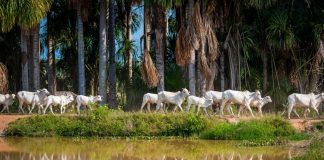 Parintins Agropecuária estará presente na Expoferr