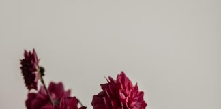 Com alta de espaços compactos, flores se tornam opções de decoração