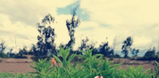 Astromélias se mostram opções viáveis para decoração, mas exigem cuidados