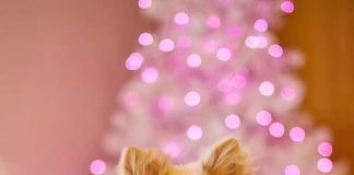 Presentear com um pet exige conscientização sobre a posse responsável