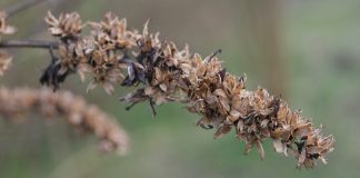 Flores secas se mostram alternativas práticas para decoração