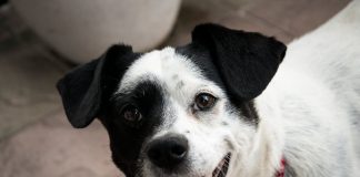 Hill’s Pet Nutrition lança Oral Care, alimento focado na saúde bucal dos pets Hill's Pet Nutrition lança Oral Care, alimento focado na saúde bucal dos pets