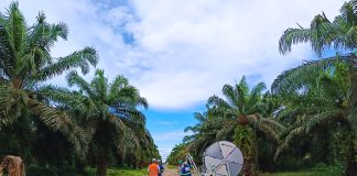 Grupo BBF desenvolve projeto de adubação sustentável no Pará Grupo BBF desenvolve projeto de adubação sustentável no Pará