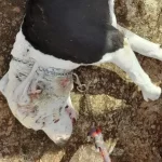 Tutor de Pit Bull é preso em Botucatu por maus-tratos e ameaças a veterinários