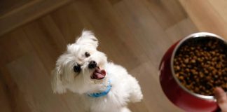 Hill’s Pet Nutrition recebe Prêmio BrandSpark de Melhor Novo Produto 2024 Hill’s Pet Nutrition recebe Prêmio BrandSpark de Melhor Novo Produto 2024