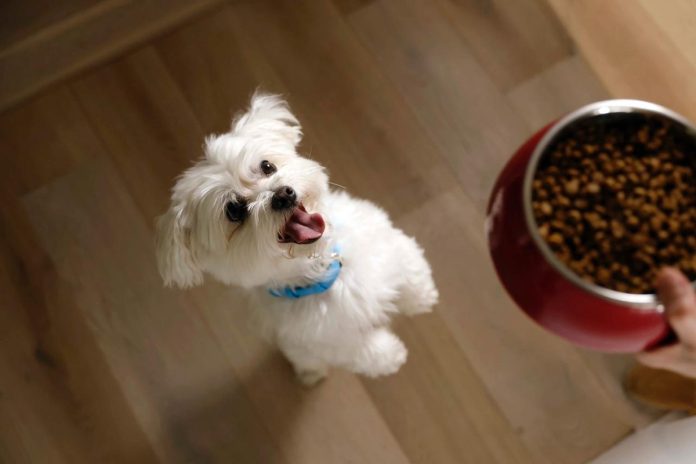 Hill’s Pet Nutrition recebe Prêmio BrandSpark de Melhor Novo Produto 2024 Hill’s Pet Nutrition recebe Prêmio BrandSpark de Melhor Novo Produto 2024