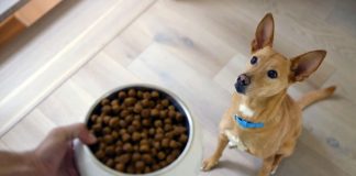 Hill’s lança a Sensitive Stomach & Skin, da Specialty, com proteína sustentável Hill's lança a Sensitive Stomach & Skin, da Specialty, com proteína sustentável