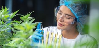 Mercado de Cannabis medicinal deve atingir R$ 1 bi em 2025