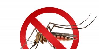 Ministério da Saúde reforça combate à dengue em São Paulo