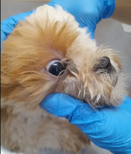 cachorro-maus-tratos-botucatu-200225